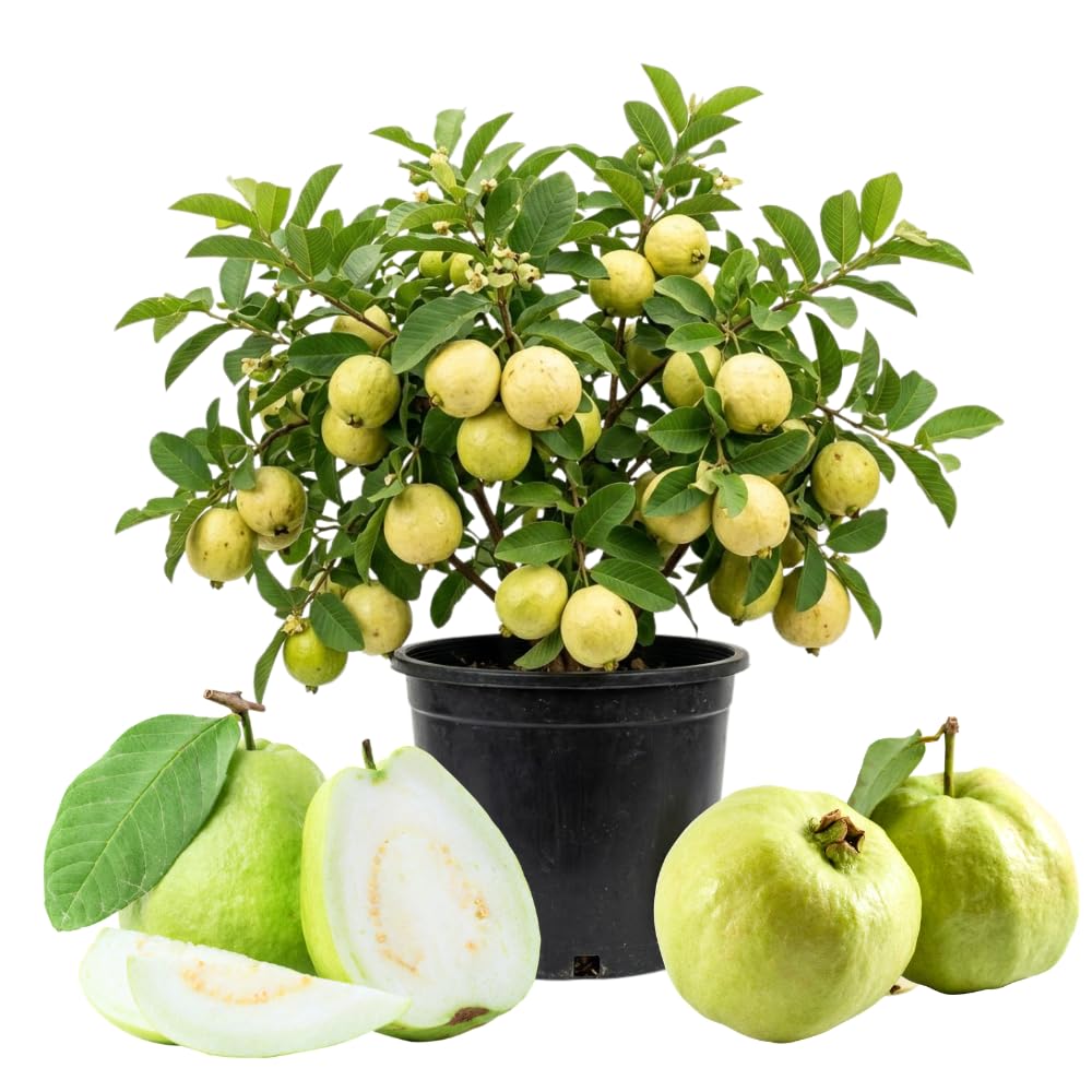 Grafted Thai Guava Tree Live Plant in 3 Gallon Pot, Fragrant and Edible Guava Fruit Bearing Tree from 2 to 3 Feet Height, No Ship to CA