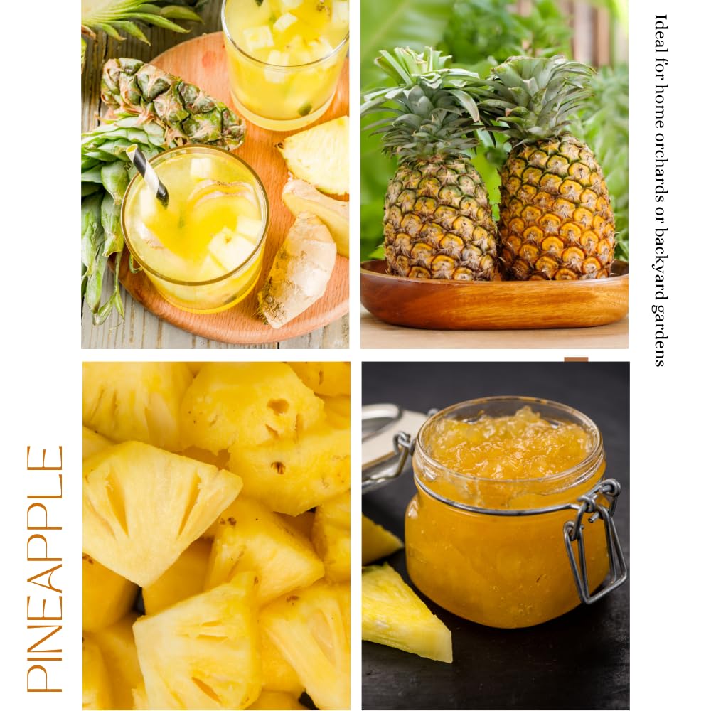 Sugarloaf Pineapple Plant Live, Pineapple Tree, Well Rooted in 1 Gallon Pot, Sweet Tropical Fruit Plant for Outdoor Garden, No Ship to CA