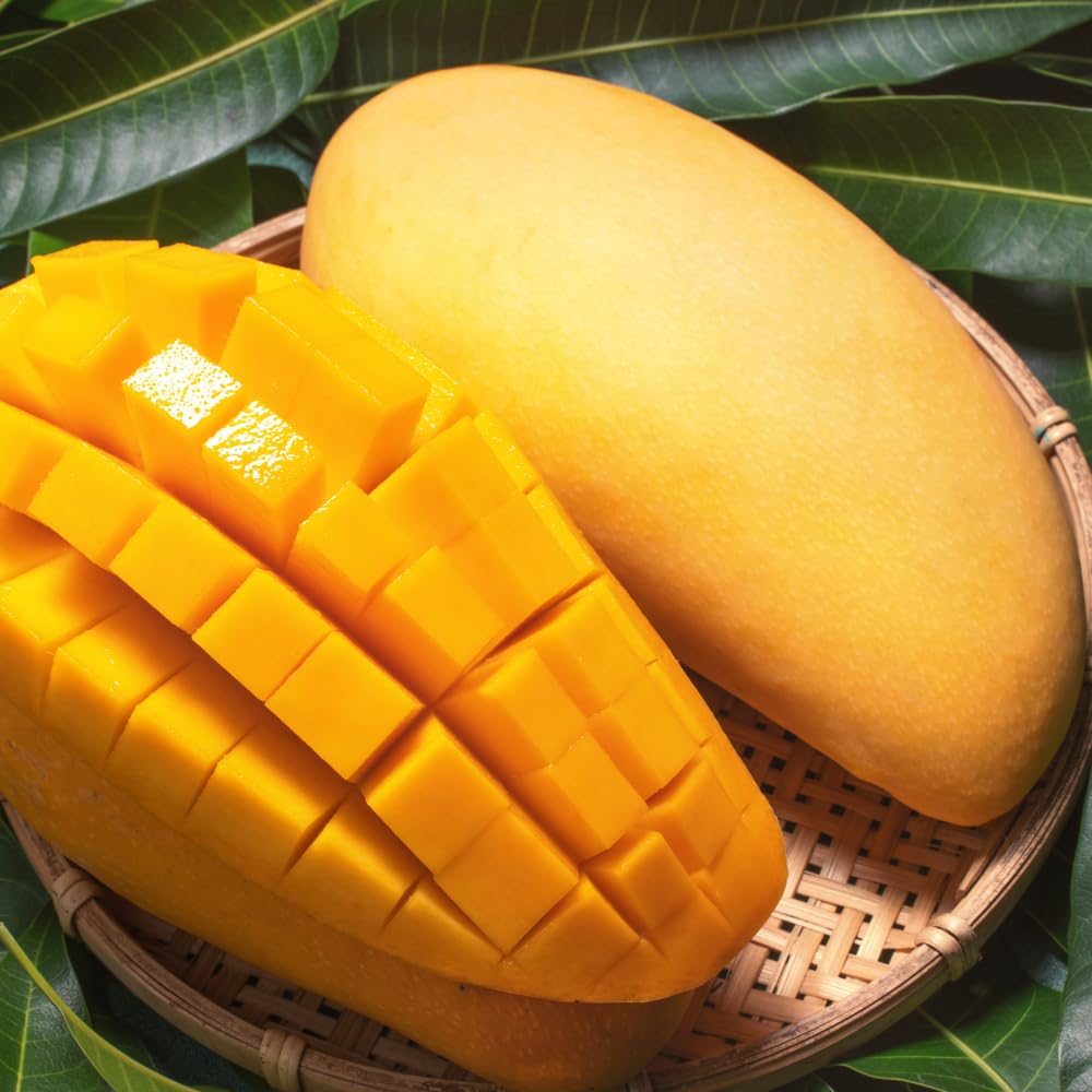 Mango Trees Live Plants, Thai Elongated Mango Tree, 3 Gallon, 2-3 Feet Tall, Tropical Fruit Tree for Outdoor Garden, No Ship to CA