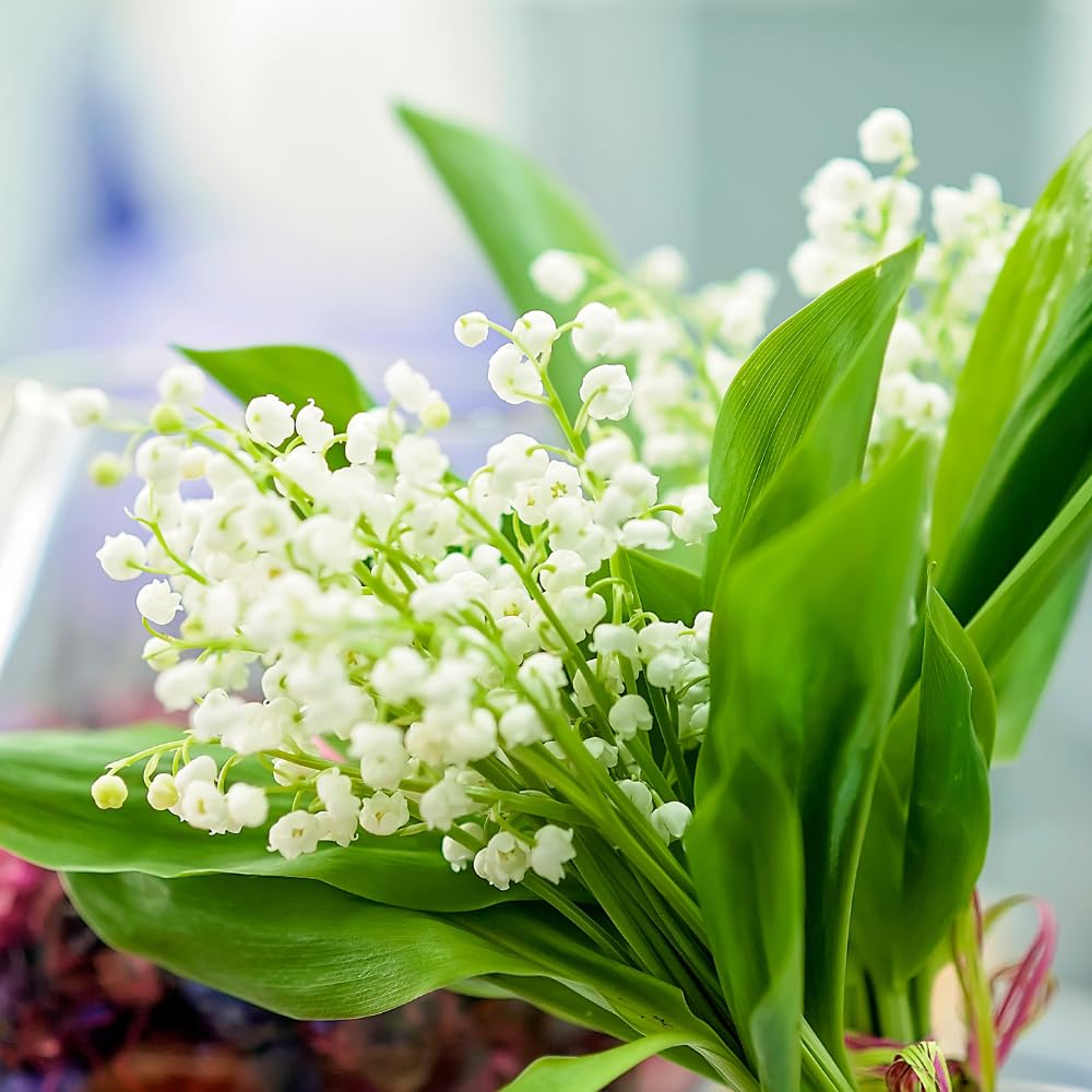 10 Lily of The Valley Roots for Planting, Hardy Perennial White Flowers, Fragrant Ground Cover Bulbs for Garden and Landscape