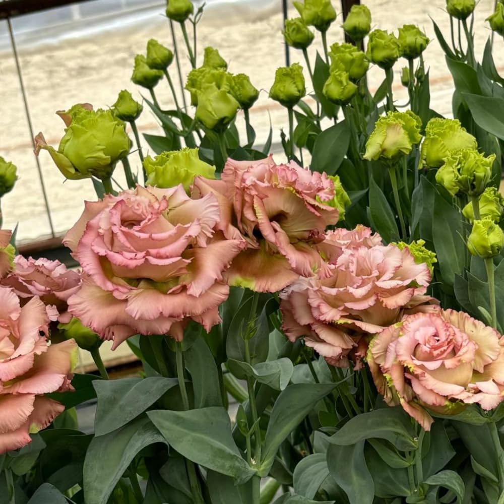 Sets 2 Creamy Champagne Lisianthus Eustoma Live Plants, Plug Size, Well-Rooted, Texas Bluebell, Thornless Love Rose Plant, Spring to Fall Bloom, 2-4" in Tall Starter