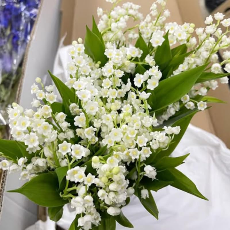 10 Lily of The Valley Bareroot, Lily of The Valley Bulbs, Flower Plant Bare Roots for Growing Indoor Outdoor
