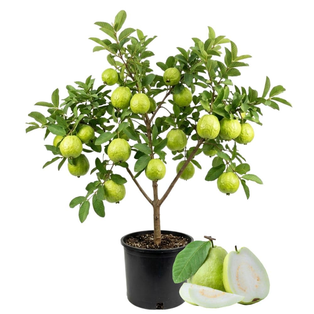 White Guava Tree Live Plant 3 Gallon, Guava Plant 2-3 Feet Tall, Guajava Tropical Fruit Tree for Outdoor Growing, No Ship to CA