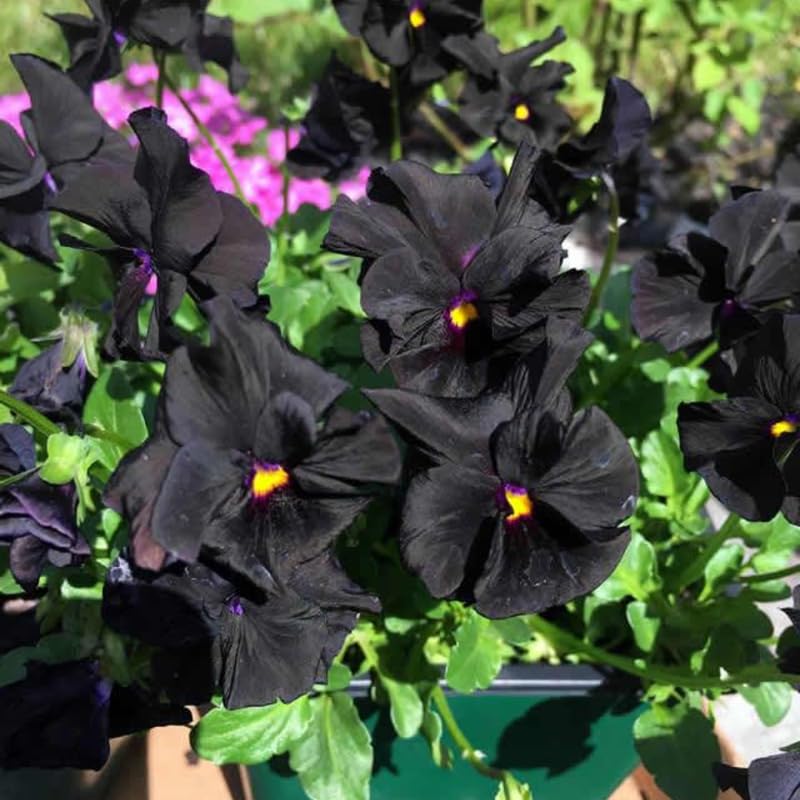 3 Pansy Plants Live, Viola Pansy Flower Plugs, 3-5 Inch Tall, Hardy Perennial Blooms for Outdoor Garden Planting