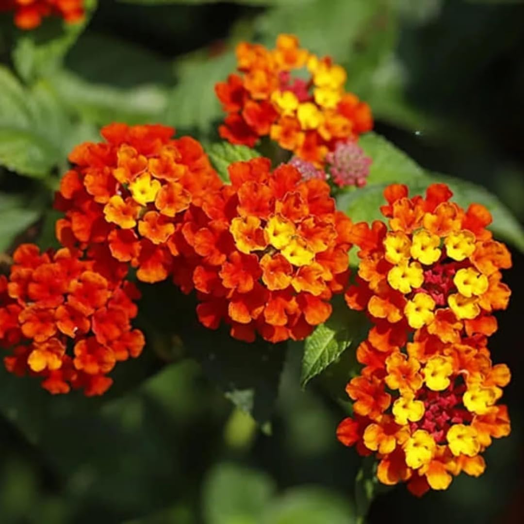 3 Lantana Plants Live, Red Lantana Live Plants for Planting Outdoors, Perennial Flower Plant 4 to 8 Inches Long, Gardening Growing