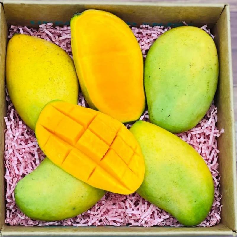 High-Yielding Mango Tree Live Plant 2.5-3 Ft Tall, Tropical Fruit Tree for Garden Planting, Outdoor Mango Plant in 3 Gallon Pot, No Ship to CA