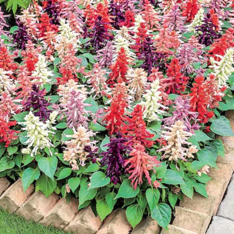 Set of 3 Salvia Plants Live, Mix Perennial Flower for Garden Planting, 4-7" Tall