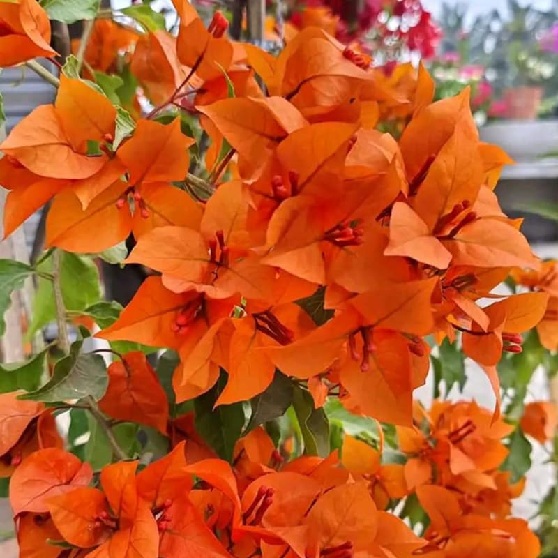 3 Bright Orange Bougainvillea Plants Live, 4-8” Tall Well-Rooted Bougainvillea Vine Flower Plants, Tropical Climbing Plants, No Pot