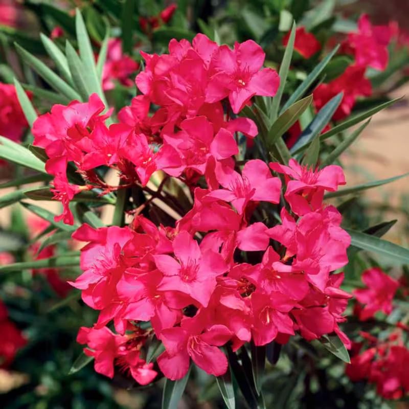 Set 3 of Oleander Plants Live, Hardy Flower Plant from 4 to 6 Inches, Pink Flower