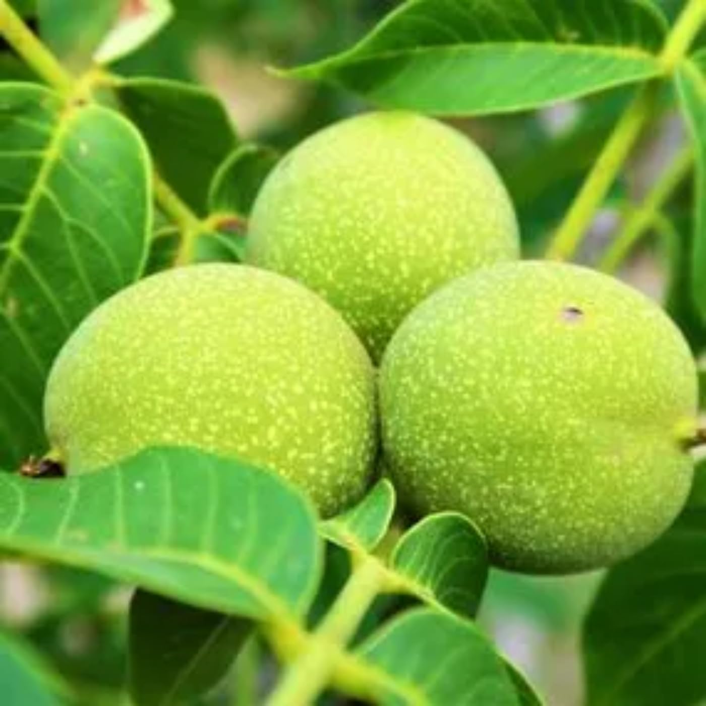 1 Year Old Black Walnut Tree Live Plant in 4" Pot, Cold Hardy, Dormant, White Walnut Butternut Like, Walnuts Trees for Garden Planting, 6-12" Tall