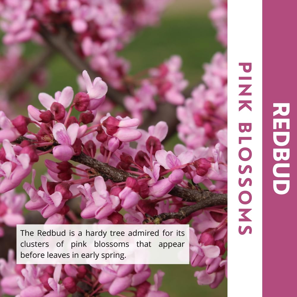 Red Bud Trees Live Plants, Redbud Plant Live, Redbud Tree, Well Rooted, 1-2 Feet Tall, Cold Hardy, Indoor Outdoor Growing