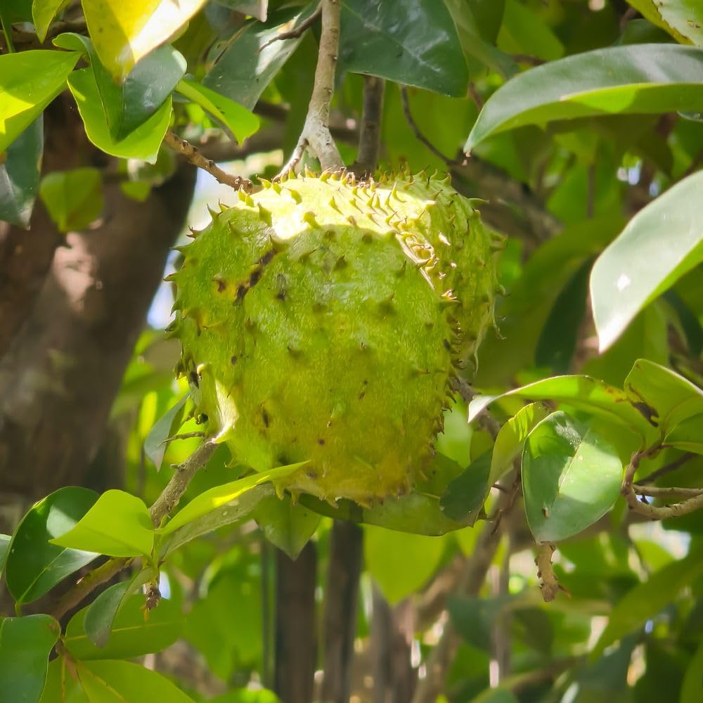 Soursop Tree Live Plant for Planting in Garden, 3 Gallon Pot, Tropical Guanabana Tree 2-3ft Tall, Grafted High Yield Tropical Tree, No Ship to CA