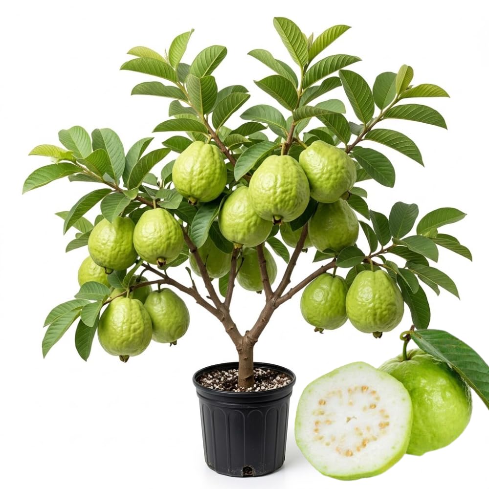 Thai Kilo Guava Plant Live, Hardy Tropical Guava Plant 3-4 Feet, Guava Fruit Tree Well Rooted in 3 Gallon Pot, No Ship to CA
