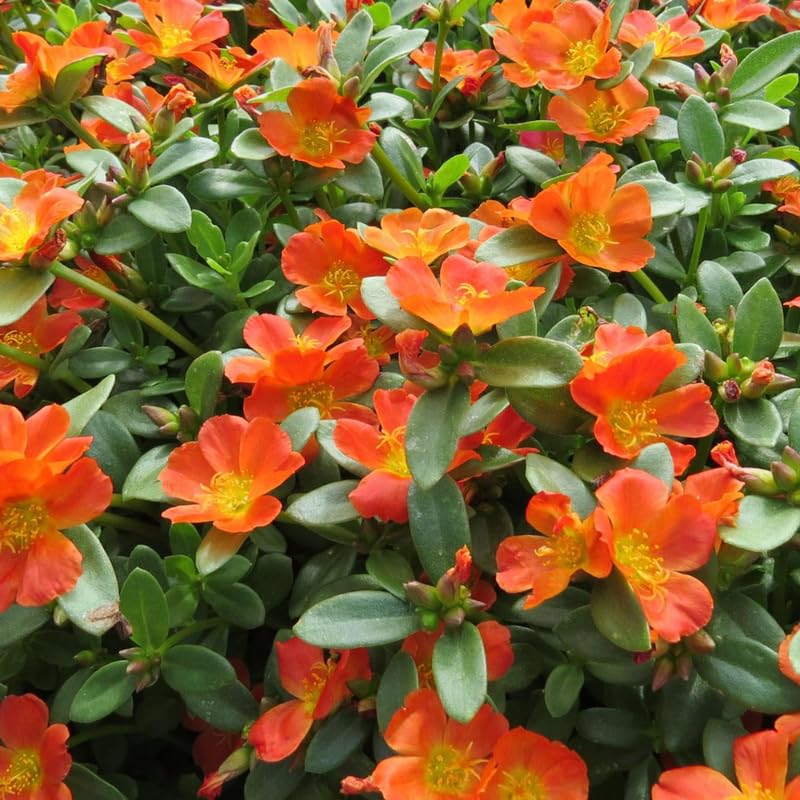 4 Orange Moss Rose Plants Live, Portulaca Ground Cover Flowers, 4-6 Inch Tall Plants for Garden or Containers