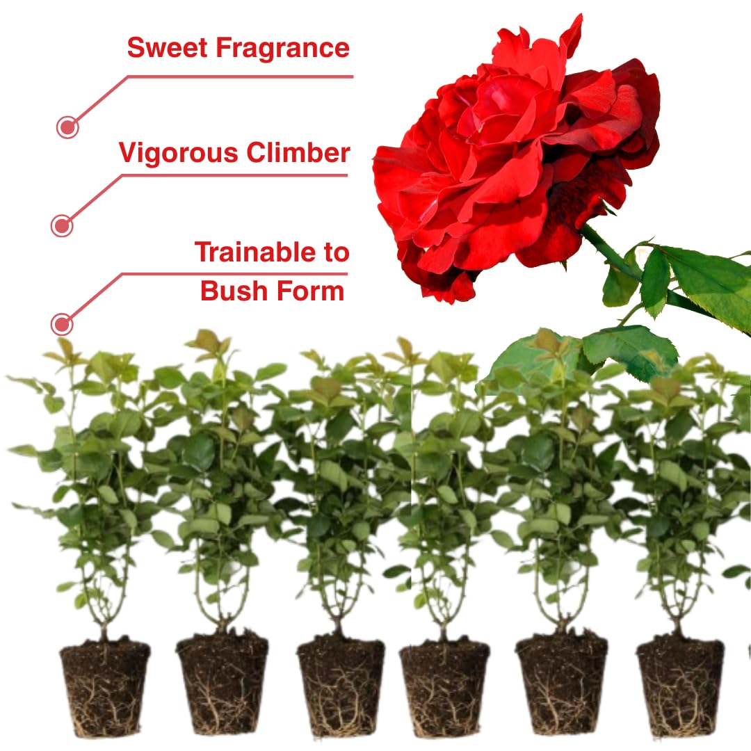 Sets 2 Red Don Juan Climbing Rose Plants Live, 4-8" in Tall, No Pot Red Rose Bushes, Spring Fragrant Flowering Roses for Trellises, Fences, Arbors