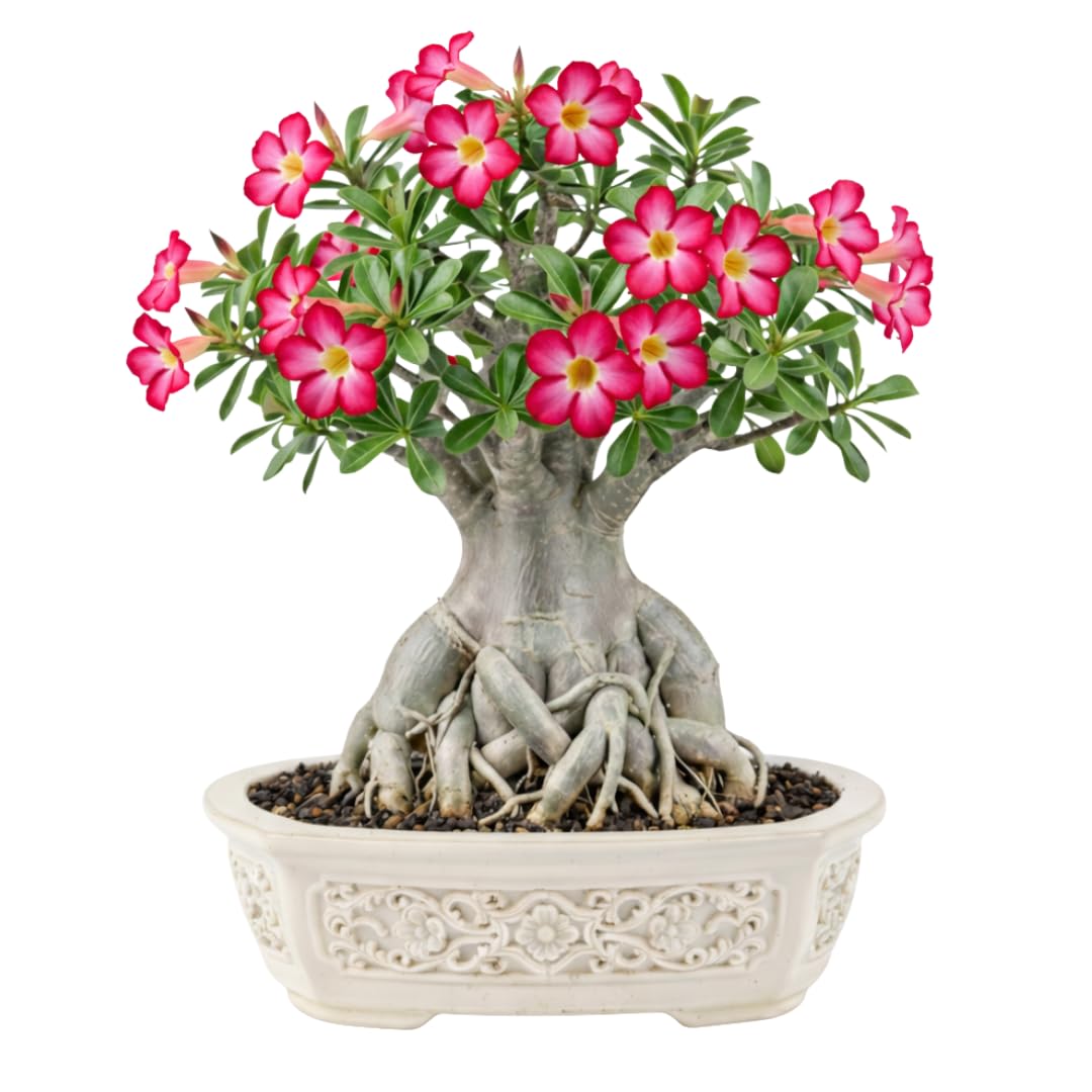 Live Desert Rose Plant, Adenium Obesum Desert Rose, Flowering Succulent, 4-7 Inches Tall for Indoor or Outdoor Planting (Pink Desert Rose)