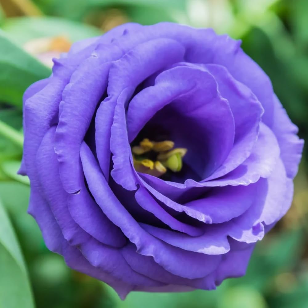 Sets 2 Vibrant Blue Lisianthus Eustoma Live Plants, Plug Size, Well-Rooted, Texas Bluebell, Thornless Love Rose Plant, Spring to Fall Bloom, 2-4" in Tall Starter