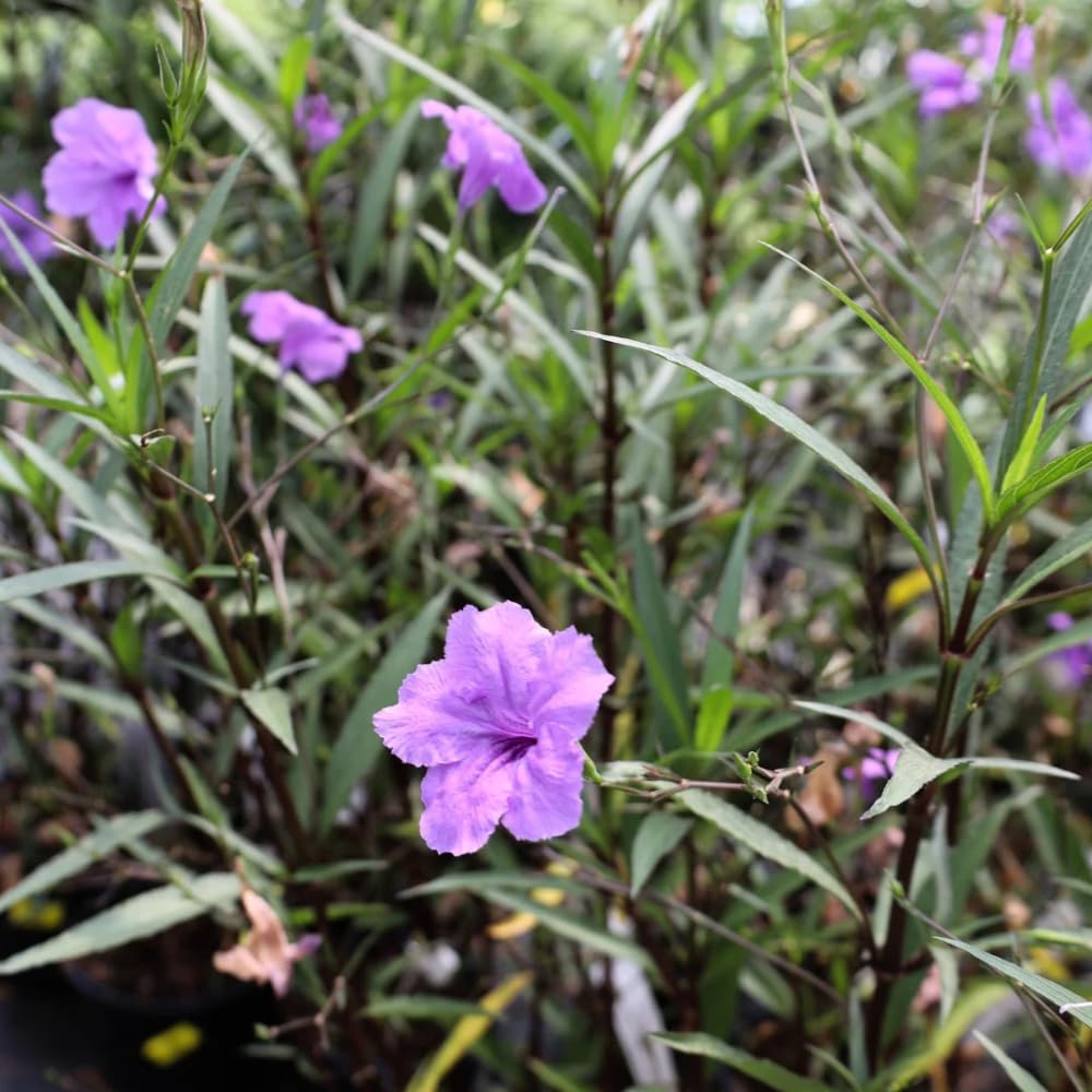 5 Purple Mexican Petunia Live Plants, Petunia Plants Live Flowering Perennial to Grow Outdoor Plants, 4-9 Inch Tall