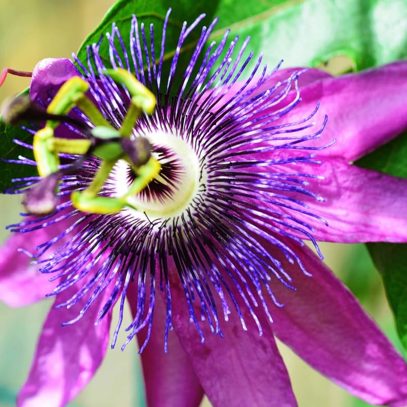 Passion Flower Plant Live, Passiflora Vine for Garden, 4-8" Tall, Hardy Flowering Vine for Garden or Trellis