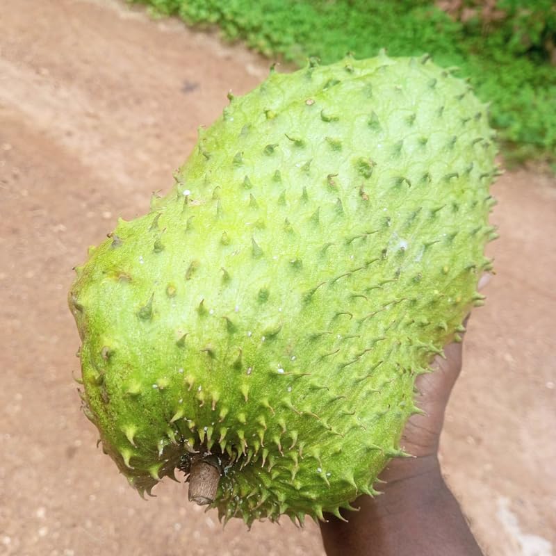 Guanabana Soursop Tree Live, Sweet Giant Soursop Fruit Tree, 3 Feet Tall, in 3 Gallon Nursery Pot for Planting Outdoor