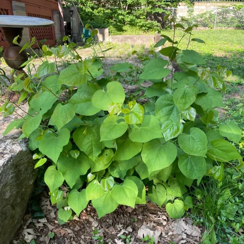 Redbud Tree Live Plant for Spring Planting, 6-15" in Tall, American Red Bud Tree Live Plant, 1 Year Old Well-Rooted