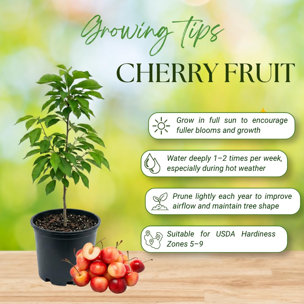 Rainier Cherry Trees Live Plants, Golden Red Cherry Black Cherry Tree, Well Rooted in 3 Gallon Pot, 3-4 Feet Tall, Hardy Cherries Fruit Tree Live Plant for Outdoor Garden, No Ship to CA