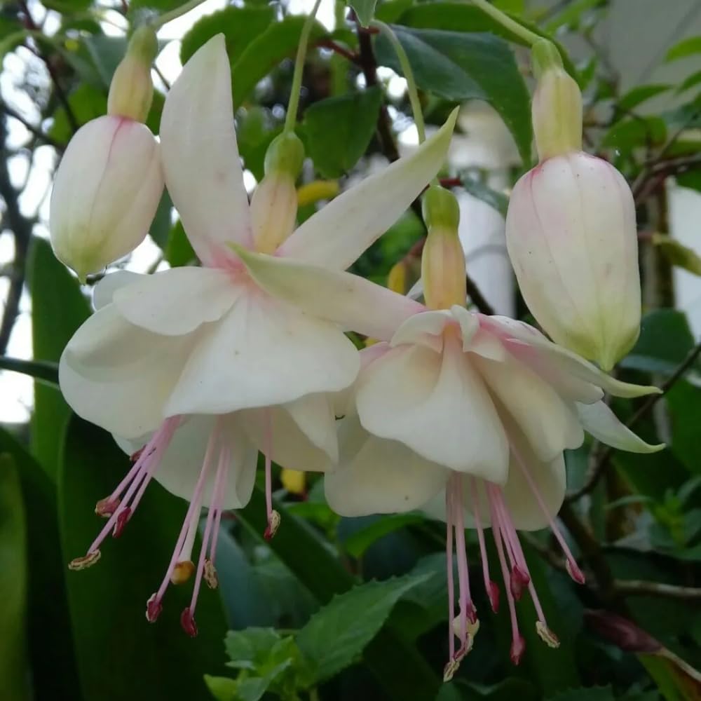 White Fuchsia Plant Live, Fuchsia Flower Plant, Indoor Outdoor Garden Planting, 2-4 Inches Tall