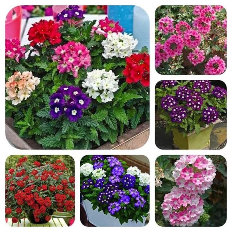 Sets 4 Random Verbena Plants Live Perennial Outdoor Sping Growing, Size 4-6" in Tall, Ready to Bloom, Ornamental Landscapes, Trailing Hanging Basket