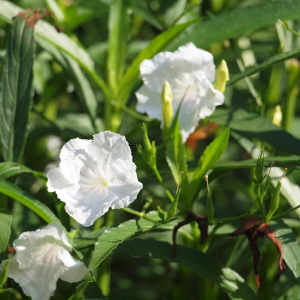 3 White Mexican Petunia Live Plants, Pink Petunia Flowers Seedlings, Petunias Live Plants, 4-8" Tall
