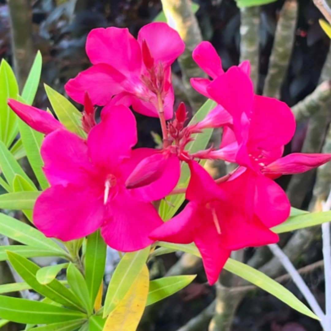 3 Oleander Plants Live, 4 to 7 Inc, Pink Oleander Flower Bush Plant Garden Inside Outside, Fragrant Flower Plants