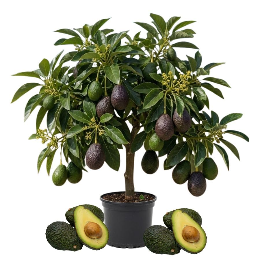 1.5-2.5 Feet Brown HASS Avocado Fruit Tree, Avocado Live Tree Plant to Grow Outdoor Indoor