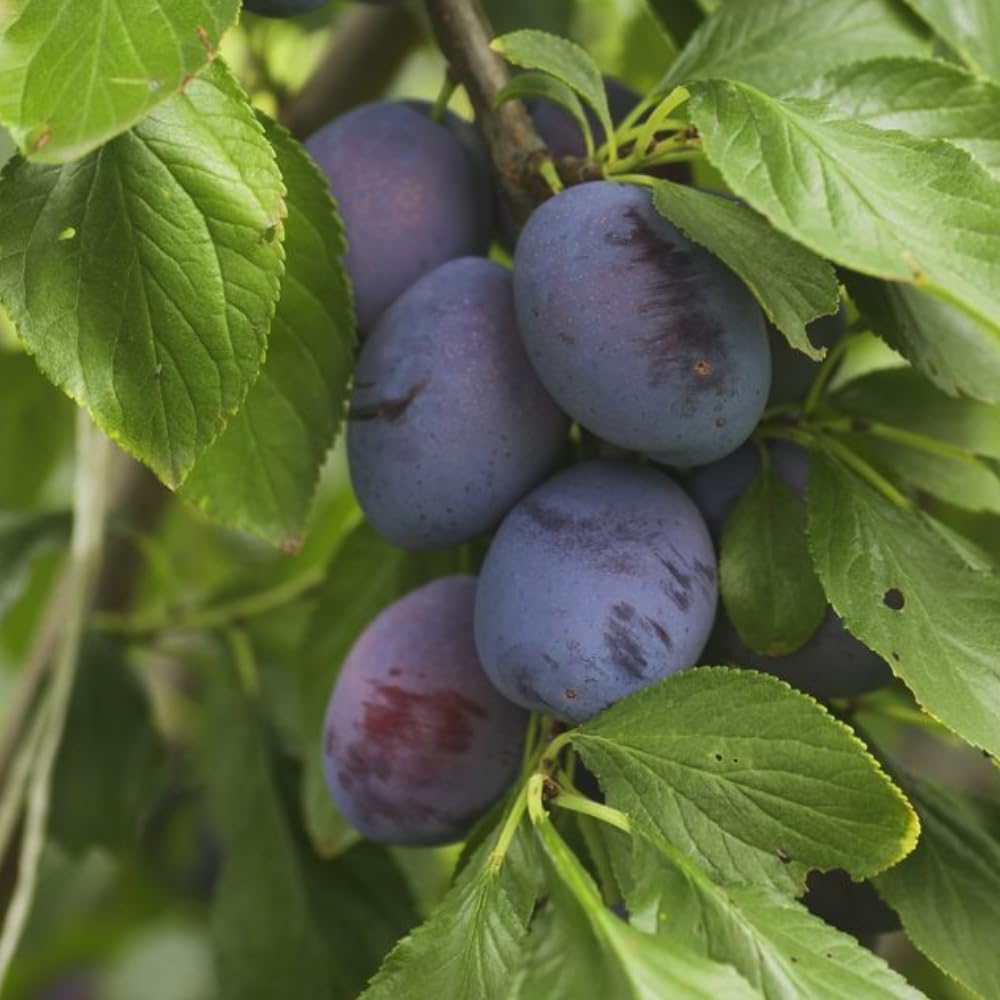 Sweet Purple Plum Plant, 6-14" Tall Hardy Purple Plum Fruit Trees, Bare Root, Dormnt, Easy Grow in Home Orchard