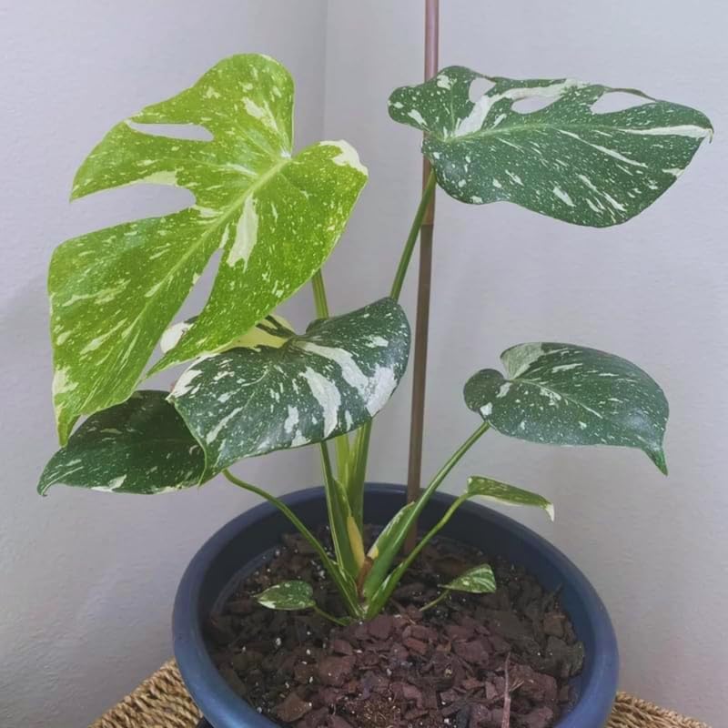 Monstera Live Plant, Variegated Monstera Plant, House Plant Live, from 4 to 6 Inches Tall