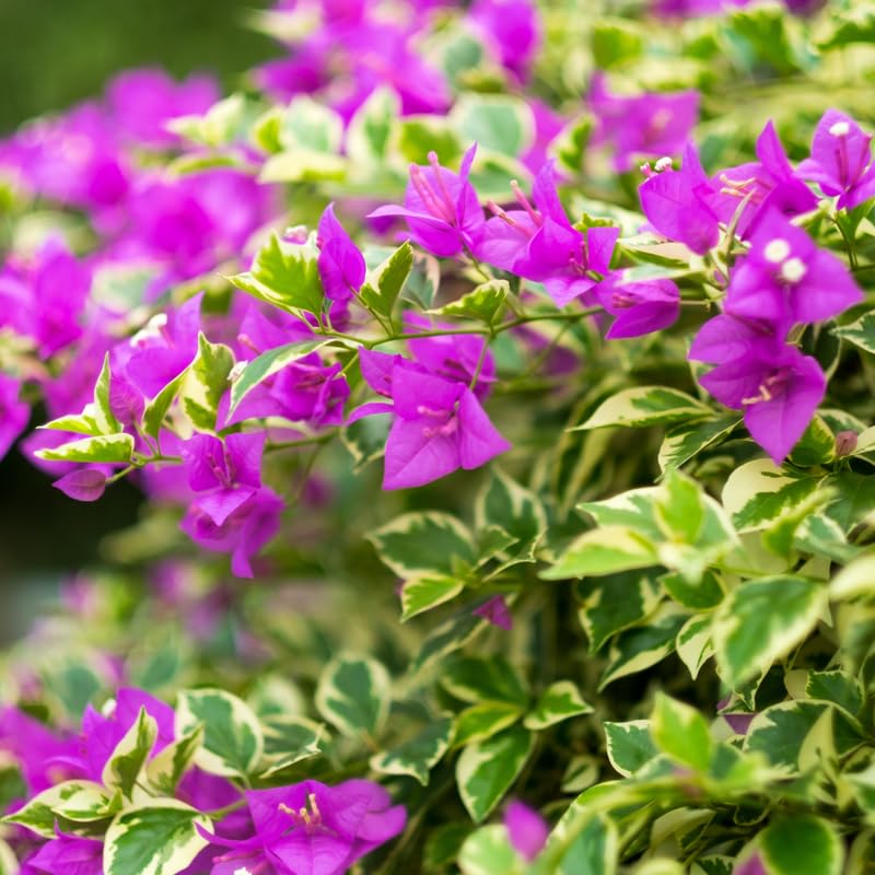 Set 2 Variegated Purple Bougainvillea Plants, 5-8" Tropical Bougainvillea Plant Starter, Colorful Perennial Blooms, Live Well Rooted Plant