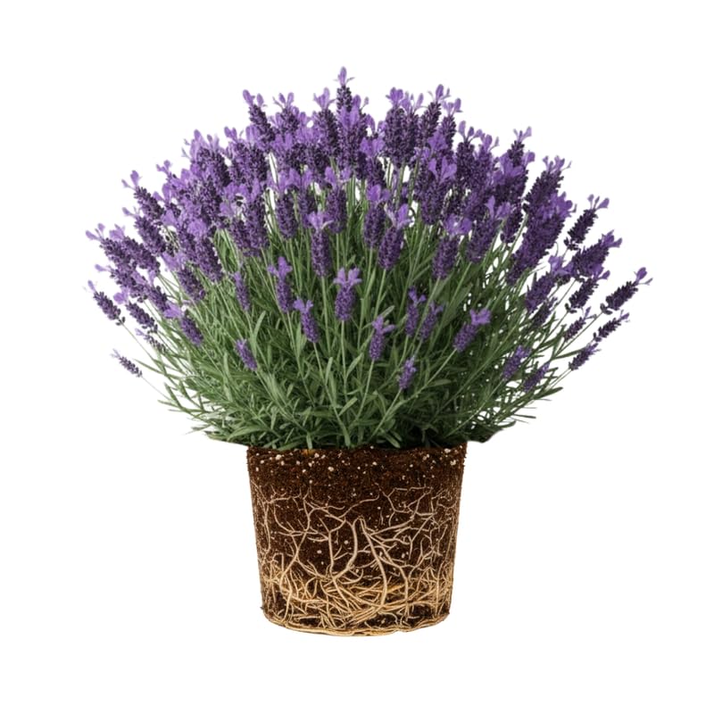 Live Lavender Plant in 3'' Pot, Fragrant Perennial Herb for Indoor and Outdoor Growing, Well Rooted Lavender Flowering Bushes