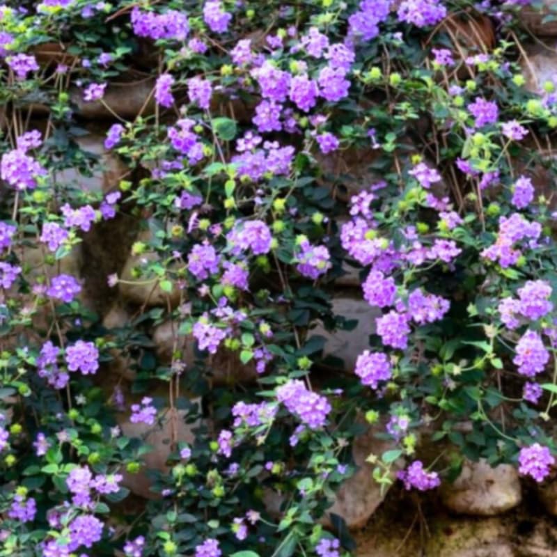 Pack 4 Lantana Plants Live, Fast-Growing Flowering Perennials for Garden or Containers, 4-8 Inches Tall, Lavender Blooms