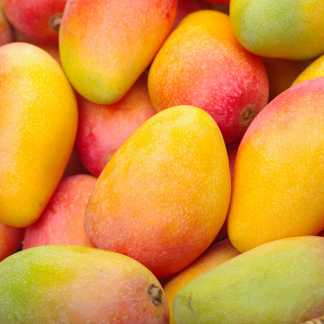 Mango Tree Live Plant, Sweet Mango Plant, Tropical Fruit Tree in 3 Gallon Pot for Outdoor Planting (Ken Mango)