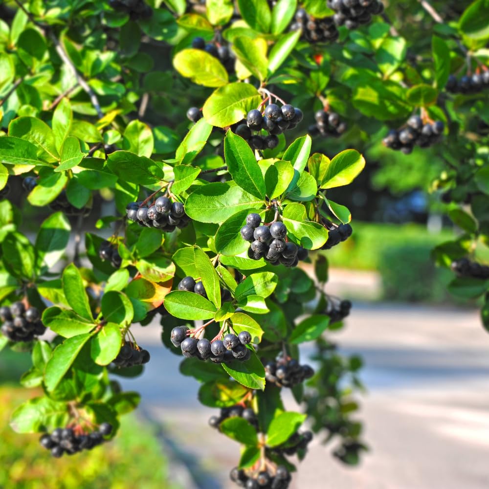 Set of 2 Chokeberry Bare Root Plants, Black Chokeberry Tree, 16 Inches Tall, 2–3 Year Old Fruit Bush, Hardy Shrubs for Outdoor Growing