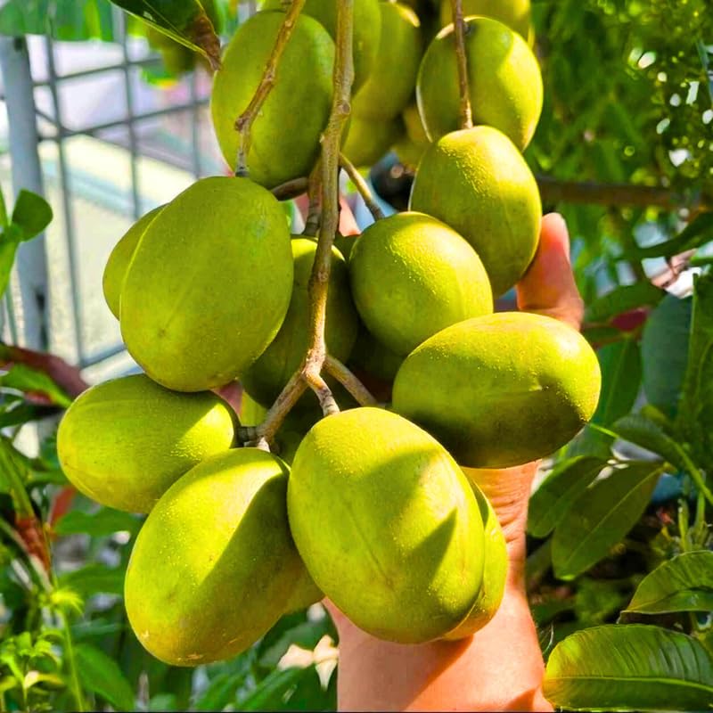 Ready Bear Fruit June Plum Tree Plant Live for Outdoor Growing, 2-3 Years Old Well-Rooted in 3 Gallon Pot, Zones 9-11 Tropical Fruit