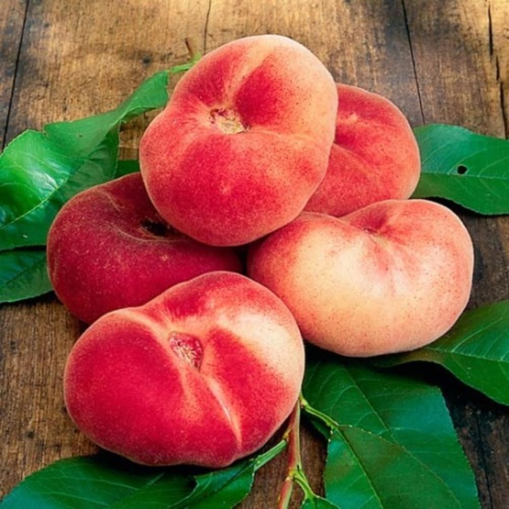 3 Feet Donut Peach Tree Live Plant in 3 Gal Pot, 3 Feet Tall, Well-Rooted Peach Fruit Tree for Home Garden and Orchard, No Shipping to CA