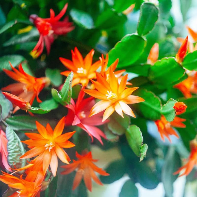 Orange Easter Cactus Live Plants, Spring Cactus 4-6 Inch, Houseplant Indoor Planting