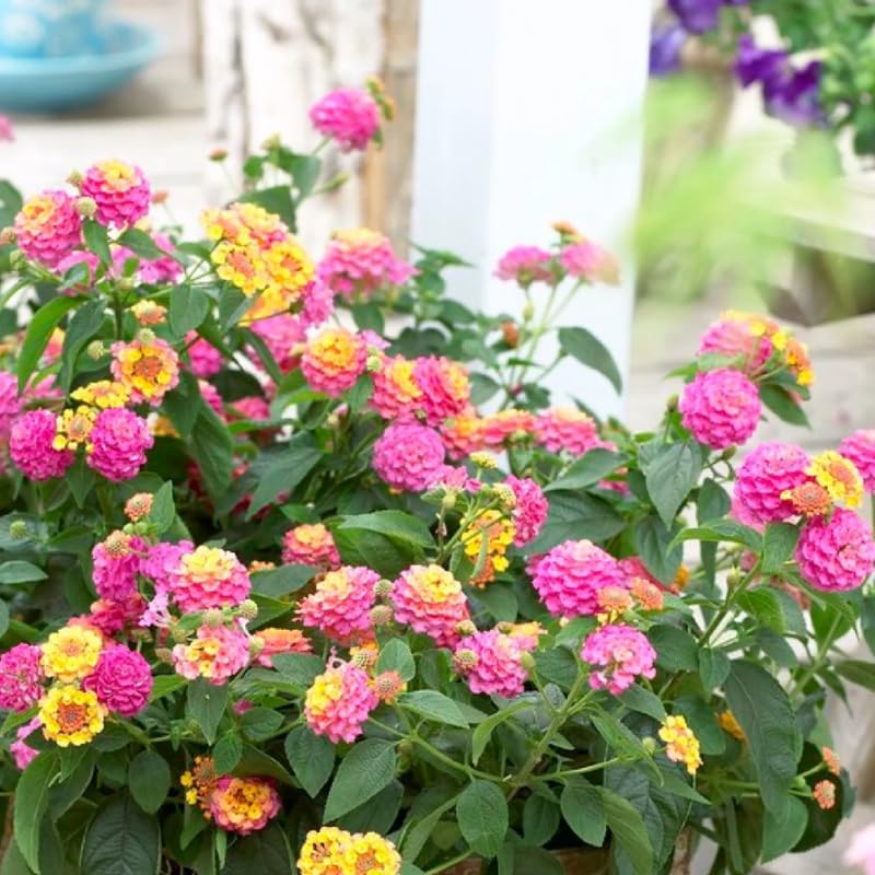 4 Lantana Plants Live, Pink Yellow Lantana Live Plant from 4 Inches Tall, Hardy Annual Flower Plant Indoor Outdoor