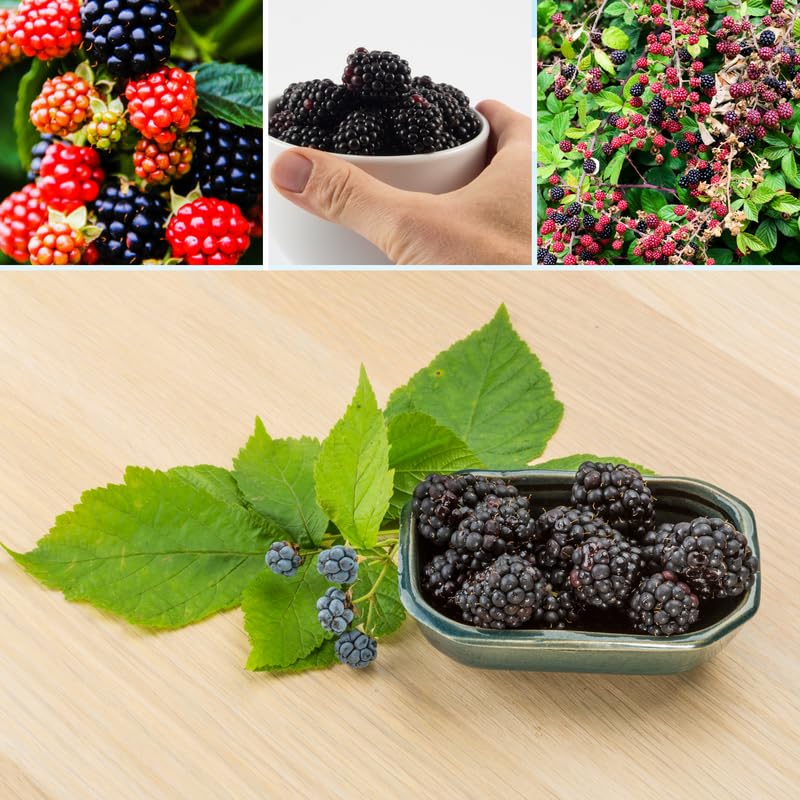 2 BlackBerry Bushes Live Plant, Sweet, Thornless, High Yielding Berries for Outdoor Planting, Fully Rooted 4-7 Inches (Sweet)