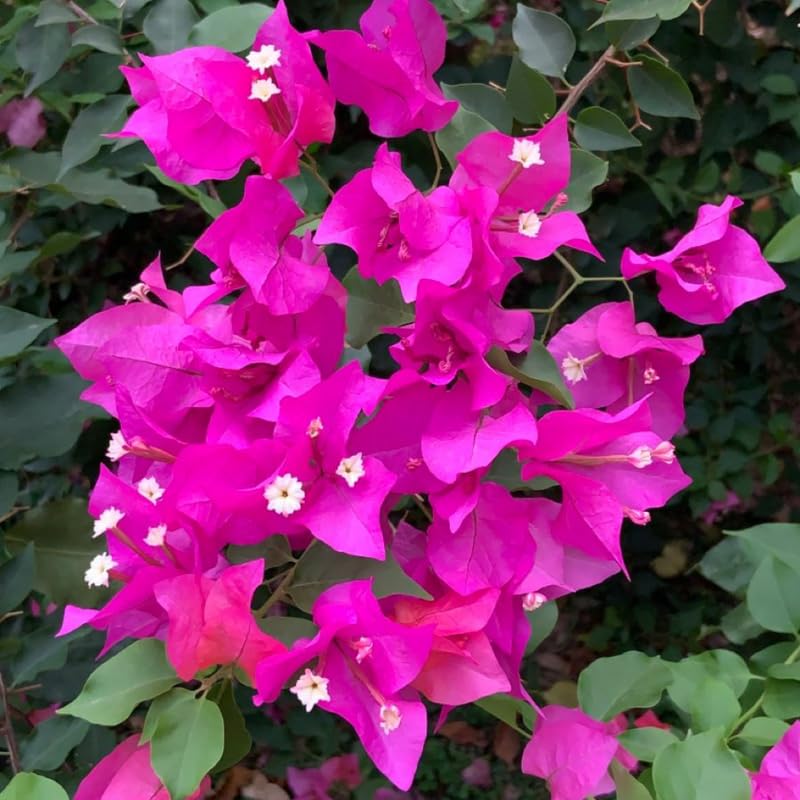 Set 2 Pink Bougainvillea Plants, 5-8" Tropical Bougainvillea Plant Starter, Colorful Perennial Blooms, Live Well Rooted Plant