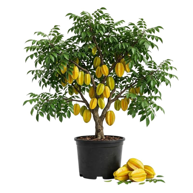 Starfruit Tree Live Plant, 1 Gallon Pot, Starfruit Tropical Fruit Tree for Outdoor Planting, No Ship to CA