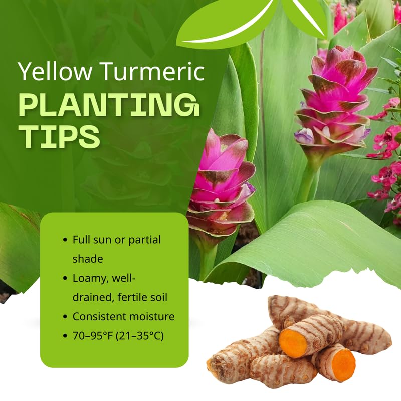 3 Yellow Turmeric Plants, Live Curcuma Turmeric Rooted, Indoor Outdoor Garden Planting, 4-8" Tall Plants