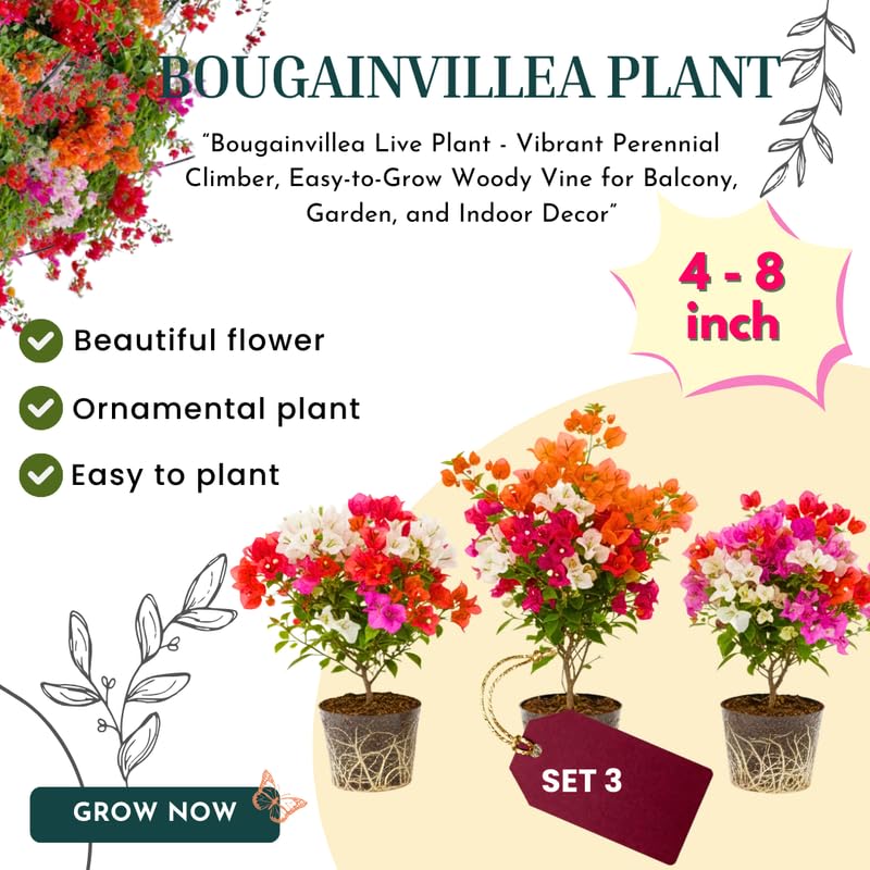 3 Mixed Bougainvillea Plants Live, 4-8” Tall Well-Rooted Bougainvillea Vine Flower Plants, Tropical Climbing Plants, No Pot