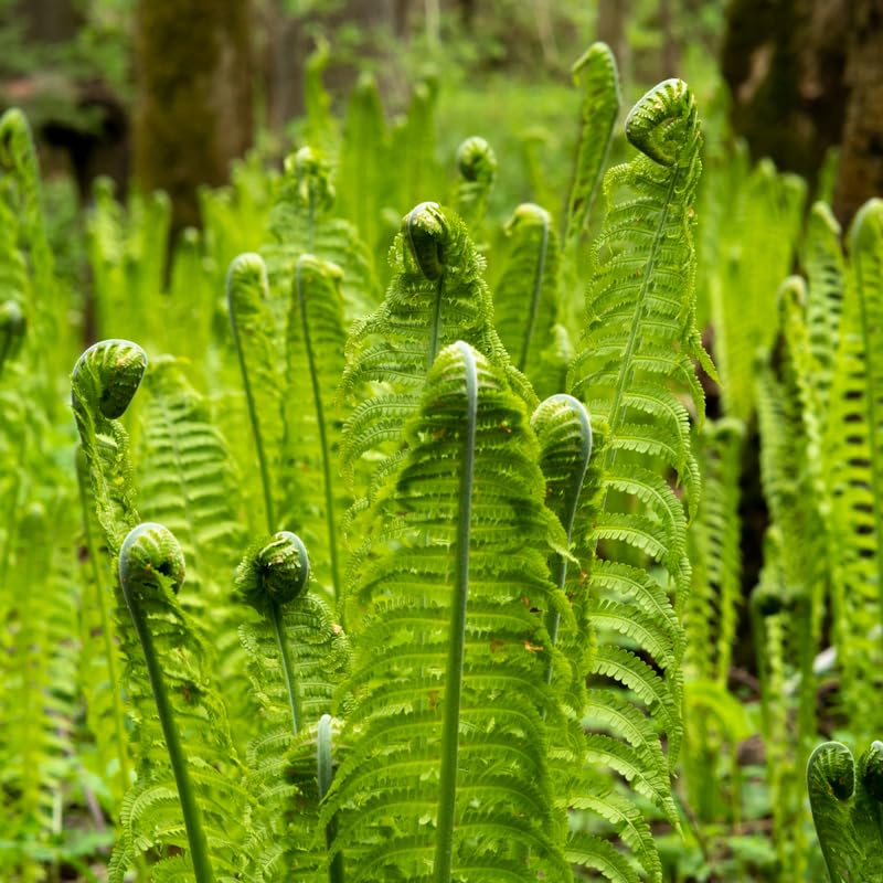 5 Ostrich Ferns Live Plants Rhizomes, Ferns Live Plants Outdoors Indoors, Pack 5 Bare Roots