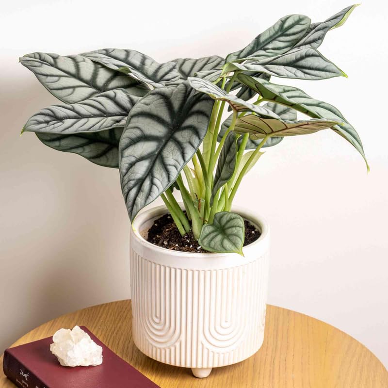 Alocasia Plant Live, 4-8 Inches Tall, Rare Alocasia Houseplant, No Pot, Foliage