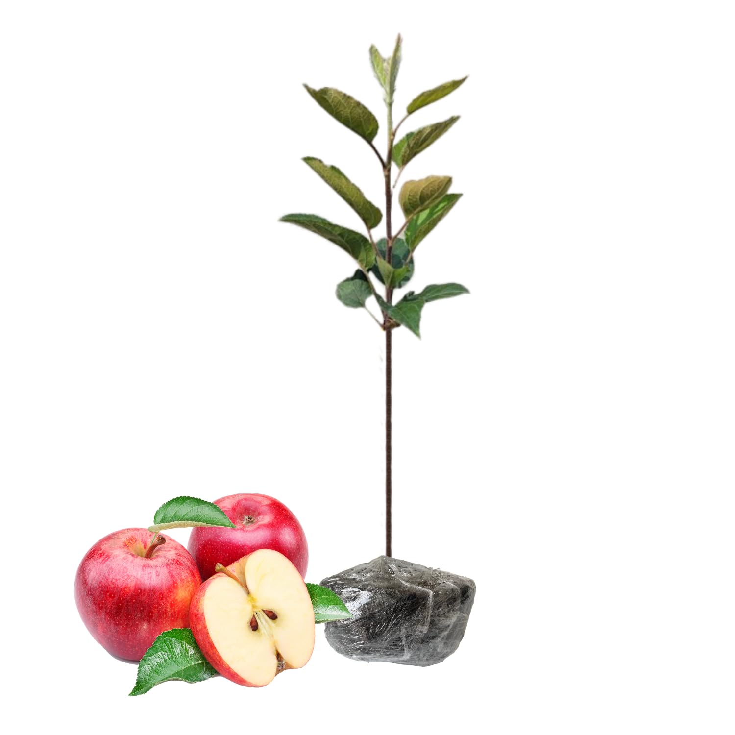Apple Trees Live Plants, 2 to 3 Feet Tall, Red Apple Tree Plant for Planting, Apple Fruits Tree Indoor Outdoor Garden